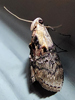 Pococera expandens - Double-humped Pococera Moth