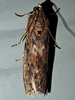 Sciota virgatella – Black-spotted Leafroller Moth