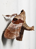 Tosale oviplagalis - Dimorphic Tosale Moth