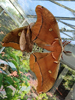 Antheraea polyphemus - Polyphemus Moth