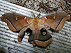Antheraea polyphemus - Polyphemus Moth