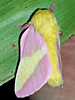 Dryocampa rubicunda - Rosy Maple Moth