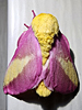 Dryocampa rubicunda - Rosy Maple Moth