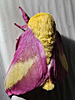 Dryocampa rubicunda - Rosy Maple Moth