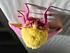 Dryocampa rubicunda - Rosy Maple Moth
