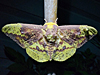 Eacles imperialis - Imperial Moth