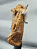 Acrolophus panamae - Panama Grass-tubeworm Moth