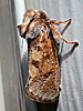 Acrolophus plumifrontella - Eastern Grass-tubeworm Moth ♂