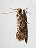 Amydria effrenatella
