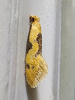 Hybroma servulella - Yellow Wave Moth
