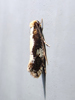 Monopis dorsistrigella - Skunkback Monopis