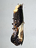 Monopis longella