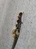 Tinea mandarinella