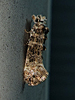Xylesthia pruniramiella - Speckled Xylesthia Moth