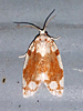 Argyrotaenia alisellana - White-spotted Leafroller