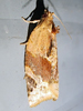 Argyrotaenia velutinana - Red-banded Leafroller