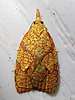 Cenopis reticulatana - Reticulated Fruitworm