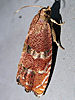 Cydia latiferreana - Filbertworm Moth
