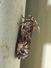 Endothenia hebesana - Verbena Bud Moth