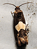 Epiblema otiosana - Bidens Borer