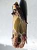 Eumarozia malachitana - Sculptured Moth