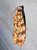 Phaecasiophora niveiguttana - Labyrinth Moth