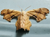 Calledapteryx dryopterata - Brown Scoopwing