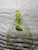 Leucochrysa insularis