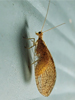 Hemerobiidae > Microminae - Brown Lacewing