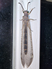 Myrmeleon immaculatus