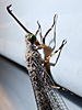 Myrmeleon immaculatus