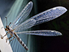 Myrmeleon immaculatus
