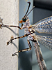 Myrmeleon immaculatus
