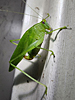 Montezumina modesta - Modest Katydid