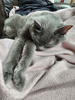 Felis catus - Neko