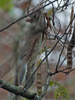 Sciurus carolinensis - Eastern Gray Squirrel