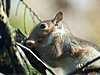 Sciurus carolinensis - Eastern Gray Squirrel