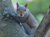 Sciurus carolinensis - Eastern Gray Squirrel
