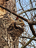 Sciurus carolinensis - Eastern Gray Squirrel