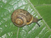 Mesodon thyroidus - White-lip Globe Snail