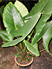 Alocasia zebrina