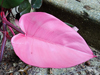 Philodendron cv 'Pink Princess'