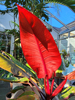 Philodendron 'Prince Of Orange'