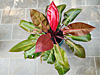 Philodendron 'Prince Of Orange'