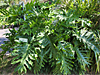 Thaumatophyllum bipinnatifidum - 'Selloum'