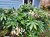 Fatsia japonica - Japanese Aralia