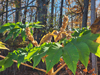 Tetrapanax papyrifer - Rice Paper Plant 'Steroidal Giant'