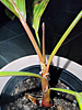 Areca vestiaria - Orange Crownshaft Palm