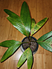 Areca vestiaria - Orange Crownshaft Palm