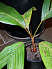 Areca vestiaria - Orange Crownshaft Palm